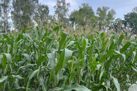 Nâng cao nhận thức cộng đồng - yếu tố then chốt trong bảo vệ môi trường nông thôn