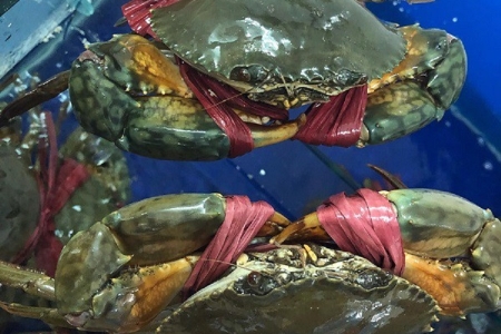 Giá cua Cà Mau tăng nóng chạm mốc 850.000 đồng/kg