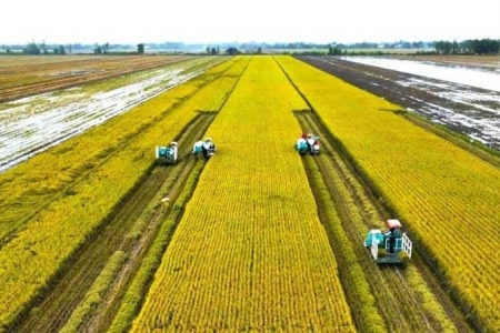 Nhãn hiệu Gạo Việt xanh phát thải thấp - tấm hộ chiếu nâng tầm vị thế trên thị trường quốc tế