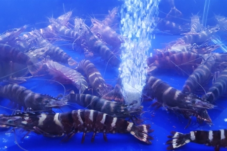 Triển khai Chương trình “Cà Mau - Điểm đến năm 2026” với nhiều sự kiện quy mô cấp khu vực và cấp tỉnh