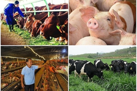 Vượt thiên tai, dịch bệnh, ngành chăn nuôi sẵn sàng nguồn cung thực phẩm cho Tết
