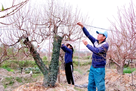 Bắc Ninh: Thị trường hoa, cây cảnh sôi động trước Tết