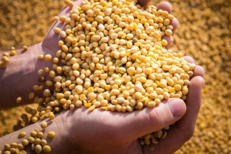 Dịch chuyển thương mại đậu tương toàn cầu: Thời cơ mới cho ngành chăn nuôi Việt Nam