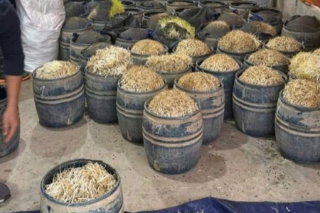 Hưng Yên khởi tố hai đối tượng dùng chất cấm sản xuất giá đỗ