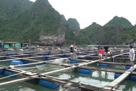 Thủy sản Quảng Ninh: Khẳng định vị thế thương hiệu từ tư duy nuôi biển bền vững