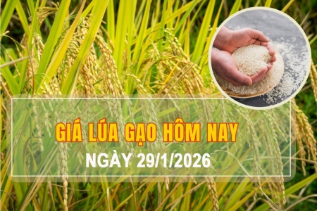 Giá lúa gạo hôm nay 29/1: Giá lúa biến trái chiều, gạo xuất khẩu ổn định