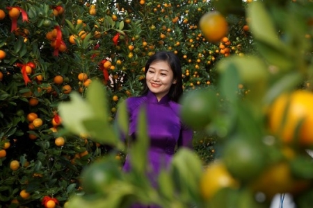 Thương hiệu “Thủ phủ quất cảnh miền Trung” Hội An xuân về