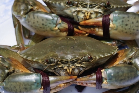 Cua biển Cà Mau tăng giá mạnh, khẳng định giá trị đặc sản cận Tết