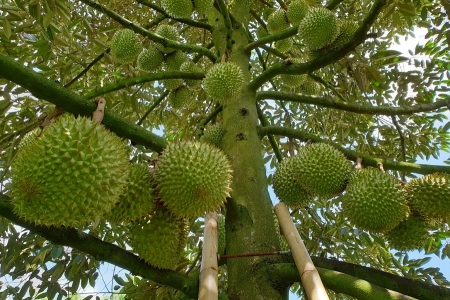 Giá sầu riêng hôm nay 2/2: Giá sầu Thái neo cao