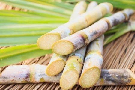 Cây mía ngọt mát, hỗ trợ thanh lọc cơ thể