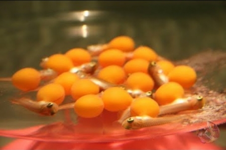 Đề nghị làm rõ nguyên nhân vụ nghi ngộ độc trứng cá cảnh khiến 13 người nhập viện