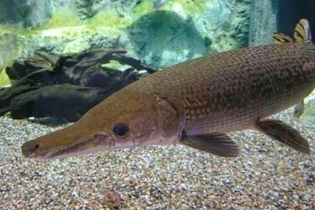 Cục An toàn Thực phẩm (Bộ Y tế) đề nghị xác minh, điều tra, xử lý vụ nghi ngộ độc thực phẩm tại Thanh Hóa