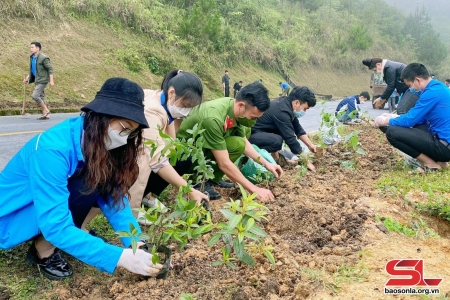 Sơn La triển khai trồng gần 100 ha rừng thay thế từ nguồn Quỹ bảo vệ và phát triển rừng