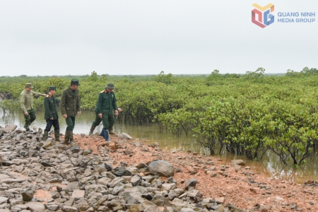 Quảng Ninh: Nhiều quyết sách trồng và bảo vệ rừng phòng hộ