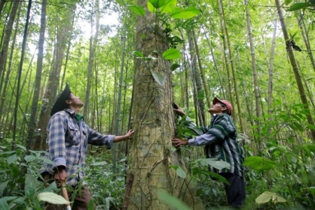 Quảng Trị: Tỷ lệ giải ngân kinh phí từ bán tín chỉ carbon rừng đạt hơn 95%