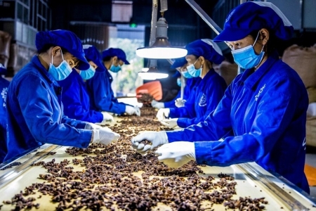 Đặc sản dược liệu Việt tăng tốc chuẩn hóa, hướng ra thị trường toàn cầu