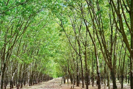 Giá cao su hôm nay 2/3: Đồng loạt giảm