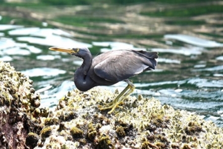 Quảng Trị: Ghi nhận bổ sung thêm 4 loài chim quý hiếm