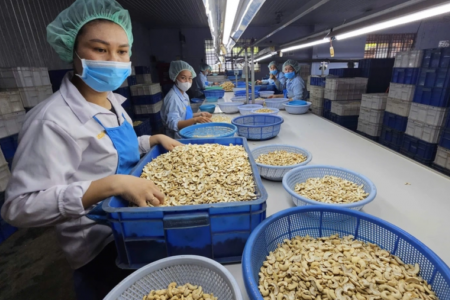 Ngành điều đặt mục tiêu xuất khẩu 5 tỷ USD năm 2026, thận trọng trước biến động thị trường