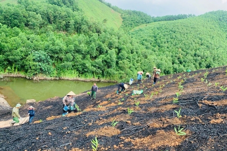 Bắc Ninh: Diện tích rừng trồng tăng mạnh