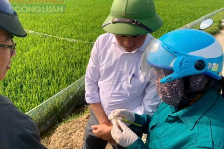 Thanh Hóa: Xã Hoằng Châu chủ động kiểm tra đồng ruộng, quyết tâm thắng lợi vụ Xuân 2026