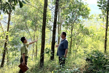 Phú Thọ đẩy mạnh chính sách phát triển lâm nghiệp bền vững
