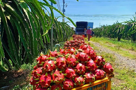 Chanh leo và thanh long Việt Nam đối diện nguy cơ bị EU siết chặt kiểm soát