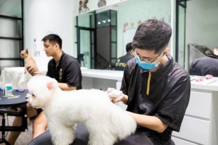 Việt Nam trở thành điểm đến chiến lược của doanh nghiệp Hàn Quốc trong ngành thú cưng