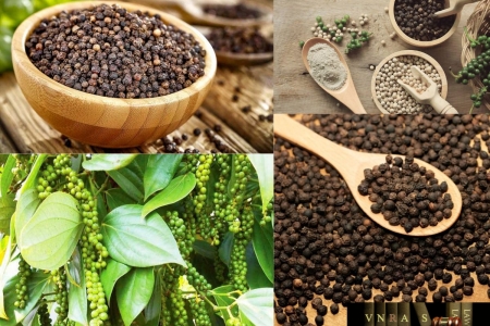 Hồ tiêu Việt Nam bứt phá, hướng tới trung tâm chế biến toàn cầu