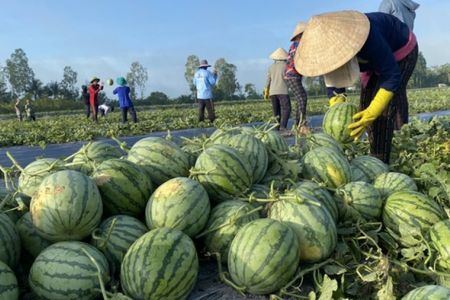 Dưa hấu Gia Lai rớt giá sâu: “Giải cứu” tạm thời, cần lời giải dài hạn