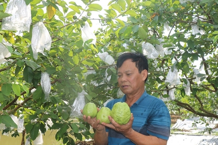 Hưng Yên: Mở rộng vùng trồng ổi theo tiêu chuẩn VietGAP