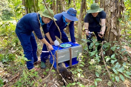 Quảng Trị: Tái thả gần 170 cá thể động vật hoang dã về môi trường tự nhiên