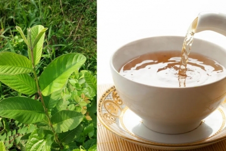 Nước lá ổi: Hỗ trợ tiêu hóa, ổn định đường huyết và làm đẹp da