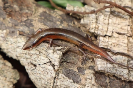 Hà Tĩnh: Phát hiện loài thằn lằn mới tại Vườn Quốc gia Vũ Quang