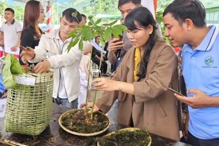 Đà Nẵng: Sẽ tổ chức phiên chợ đêm Sâm Ngọc Linh hàng tháng