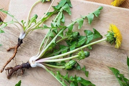 Loại cây mọc đầy vườn ở Việt Nam, thường bị nhầm là cỏ dại