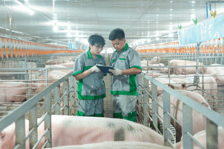 Lãi kỷ lục 206 tỷ, BAF tăng tốc nhờ giá heo “bật mạnh” nhưng áp lực nợ vay phình to
