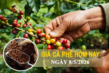 Giá cà phê hôm nay 8/5: Tăng mạnh, Tây Nguyên tiến sát mốc 87.500 đồng/kg