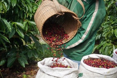 Giá cà phê hôm nay 7/6: Lao dốc, Tây Nguyên mất mốc 85.000 đồng/kg