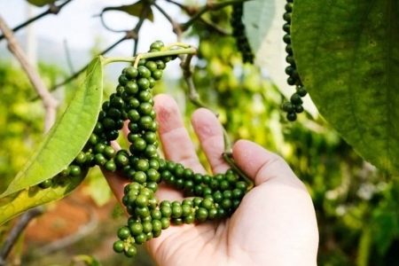 Giá tiêu hôm nay 8/6: Giảm tuần thứ ba liên tiếp