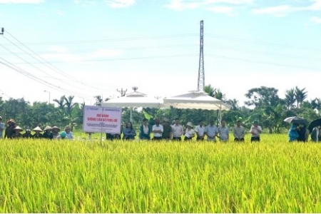 Hải Phòng: Hội thảo đầu bờ đánh giá mô hình sản xuất giống lúa chất lượng cao, kháng bệnh bạc lá BT7KBL-02 vụ Xuân 2026