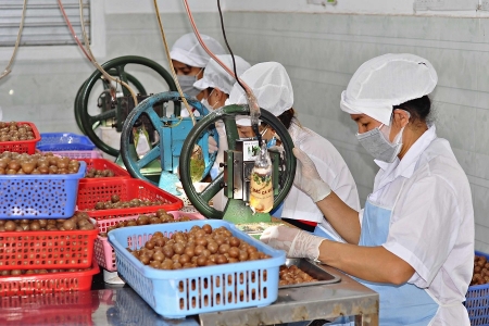 “Mắc ca Lâm Đồng” – Cú hích thương hiệu cho nông sản cao nguyên phát triển bền vững