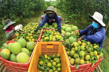 Nông sản Việt đạt chuẩn xuất khẩu nhưng chật vật trên sân nhà