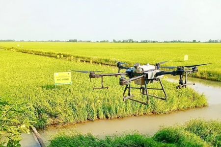 Gạo xanh bước vào cuộc đua tiêu chuẩn mới của thị trường toàn cầu