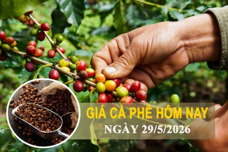 Giá cà phê hôm nay 29/5: Đồng loạt giảm