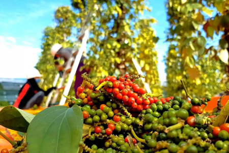 Giá tiêu hôm nay 20/6: Neo cao trên 140.000 đồng/kg, thị trường chờ cú hích mới