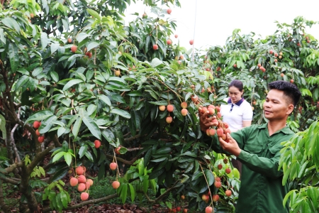 Bắc Ninh tiêu thụ hơn 30,1 nghìn tấn vải thiều, giá bán tăng cao