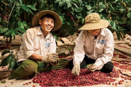 Giá cà phê hôm nay 5/7: Trong nước giảm nhẹ, Robusta và Arabica đồng loạt đi xuống