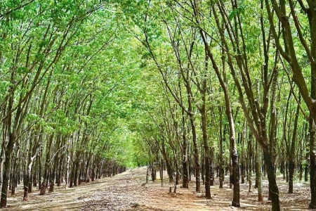 Giá cao su hôm nay 17/6: Tiếp tục tăng trên các sàn giao dịch châu Á