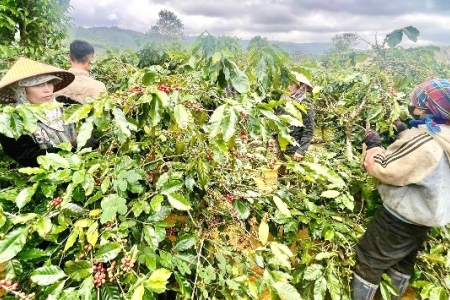 100 năm cà phê Khe Sanh: Từ chiến trường bom đạn đến thương hiệu hương vị hòa bình
